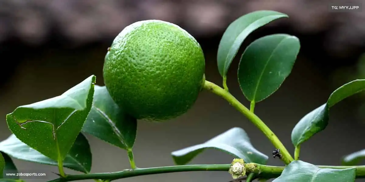 JDB电子🏊♀️水中的速度,陆上的力量,这里是属于你的运动王国!